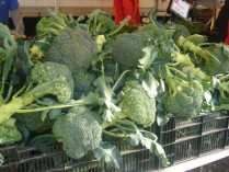 The Largest Broccoli I've Ever Seen!
